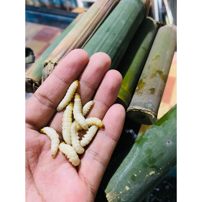 ulat bumbung / ulat bambu