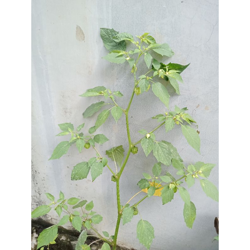 

Daun ciplukan 1kg
