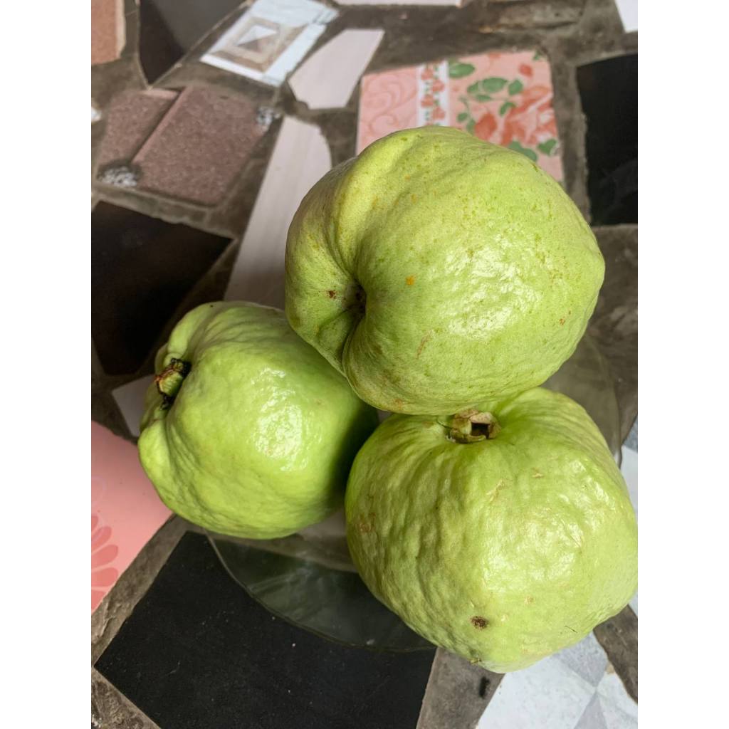 

Jambu Kristal Segar Banjarnegara