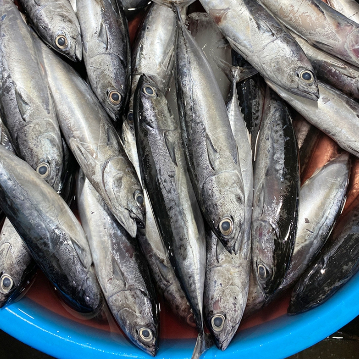 

Ikan Tongkol Segar Kirim Instan