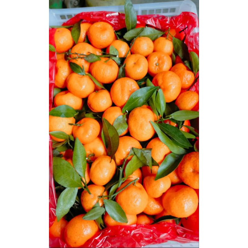 

jeruk santang matsui 1 krat 6kg