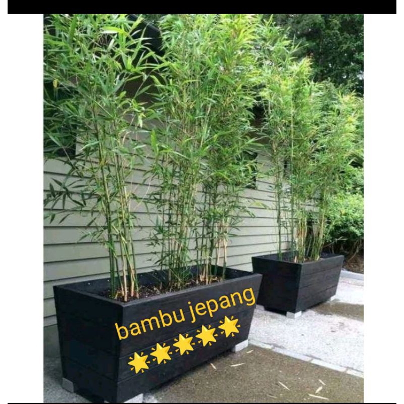 tanaman hias bambu jepang/bibit bambu hijow