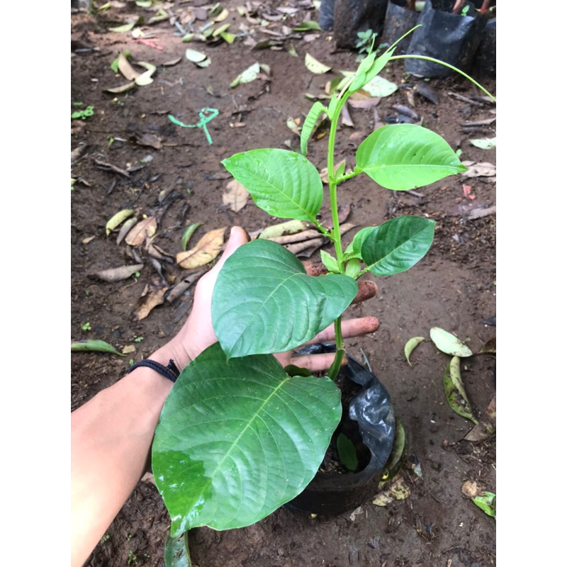 bibit pohon erbis | marksa jumbo