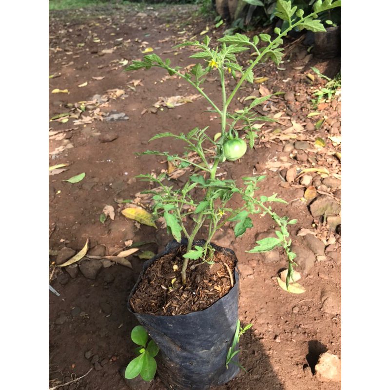 bibit pohon tomat cherry | tomat sayur | tomat cherry
