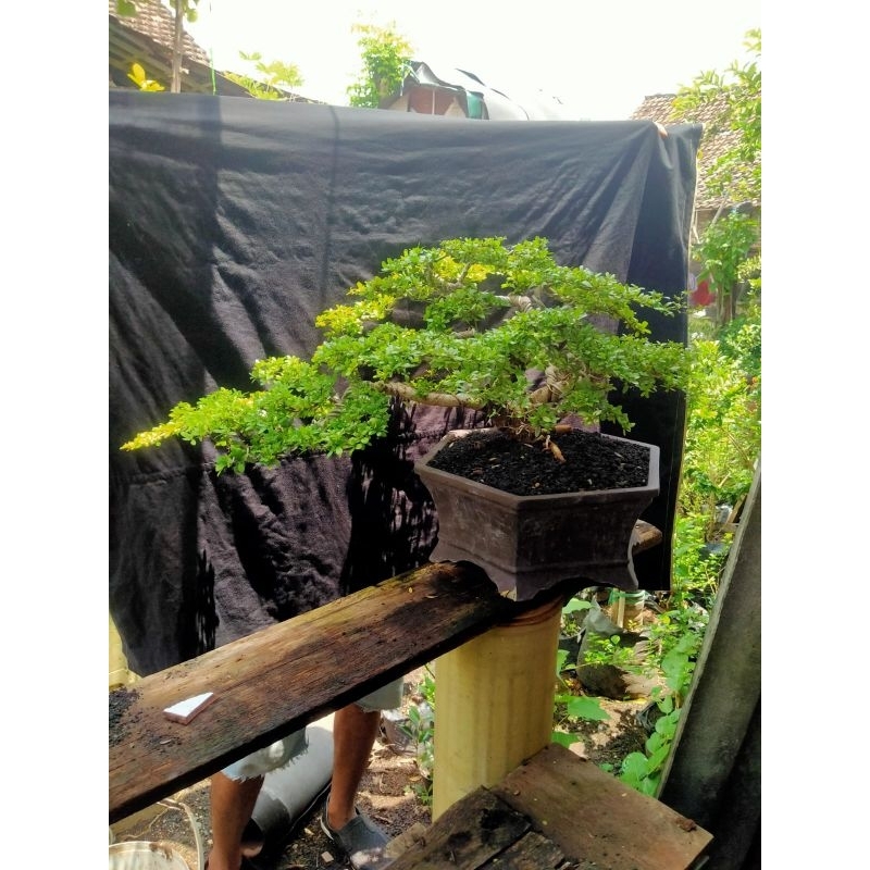 Black olive/buchida pot segi 5