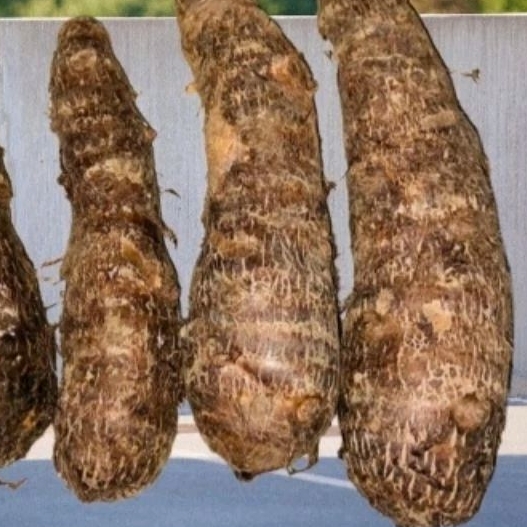 

Umbi Talas segar 1kg