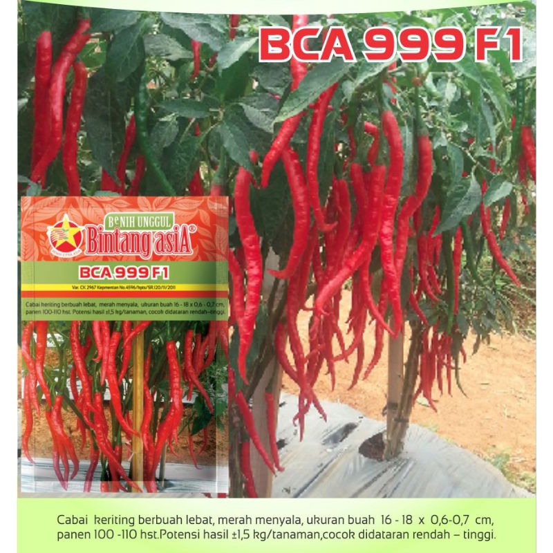 100 Biji Cabe Keriting BCA 999 F1 | Benih Cabai Keriting | Bibit Cabe Keriting