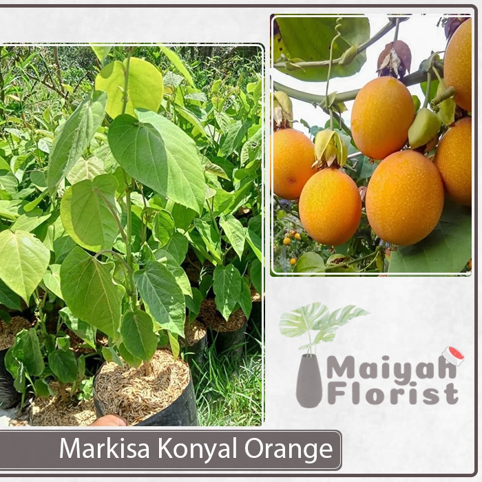 Bibit Tanaman Buah Markisa Konyal Orange - Markisa Hutan