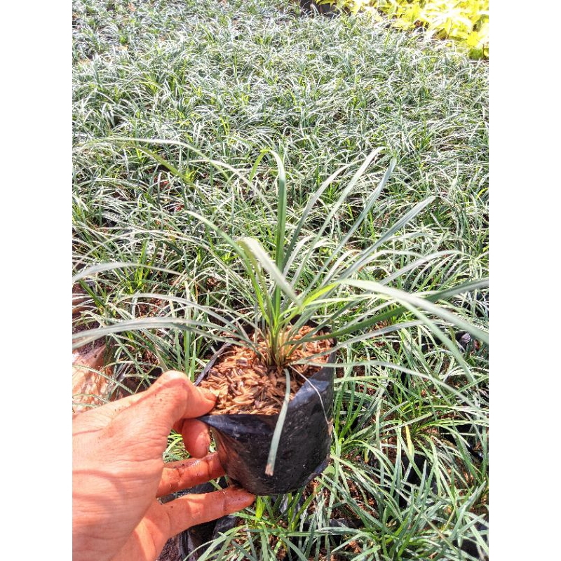 POHON KUCAI GONDRONG - TANAMAN HIAS TERMURAH KUCAI GONDRONG