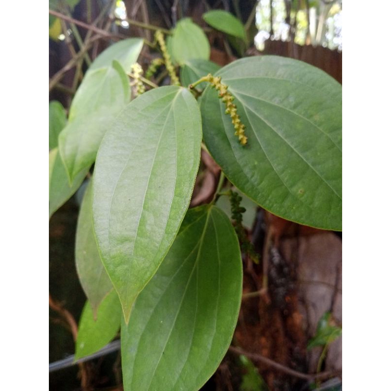 

Daun Lada Segar Petik Langsung