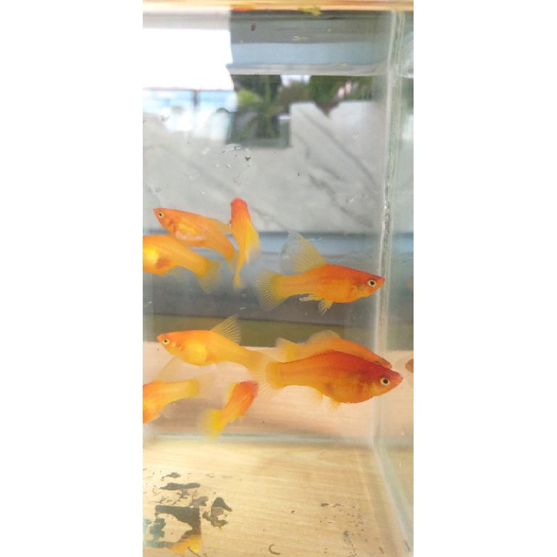 mainan ikan hidup platy sunrise