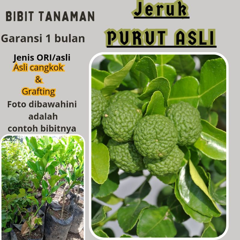 BIBIT JERUK PURUT ASLI