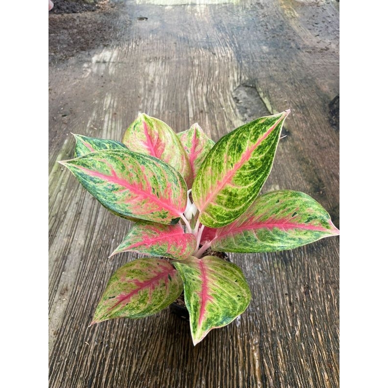 tanaman hias aglonema red exotic - aglaonema red exotic