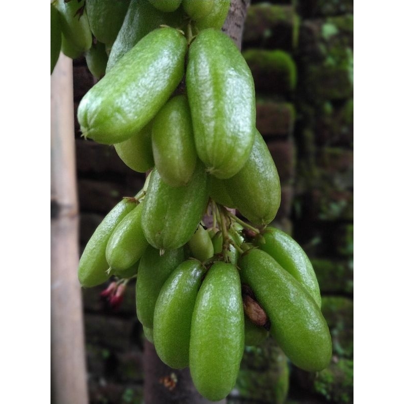 

Belimbing wuluh | belimbing sayur per 10 biji