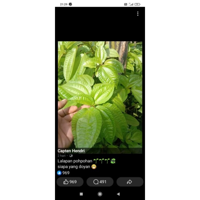 

daun pohpohan lalapan segar per 500 gr