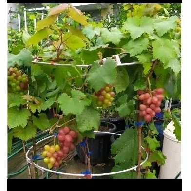 bibit/pohon anggur berbuah dalam pot