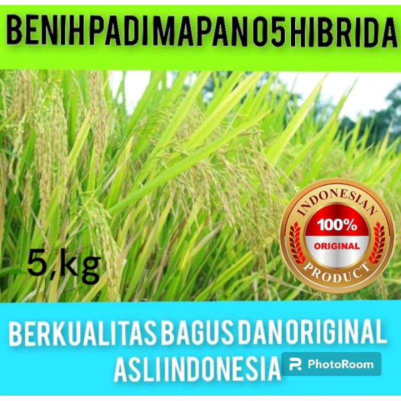 BENIH PADI MAPAN 05 HIBRIDA