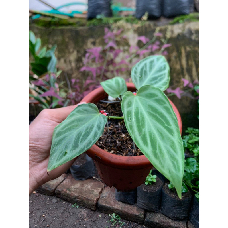 tanaman hias anthurium silver tiger from seedling