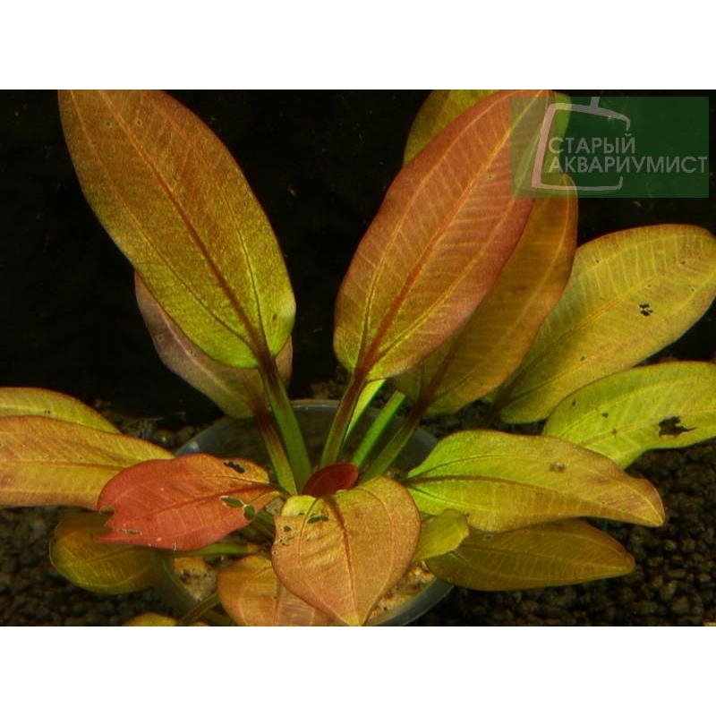 Echinodorus Atlandsberg