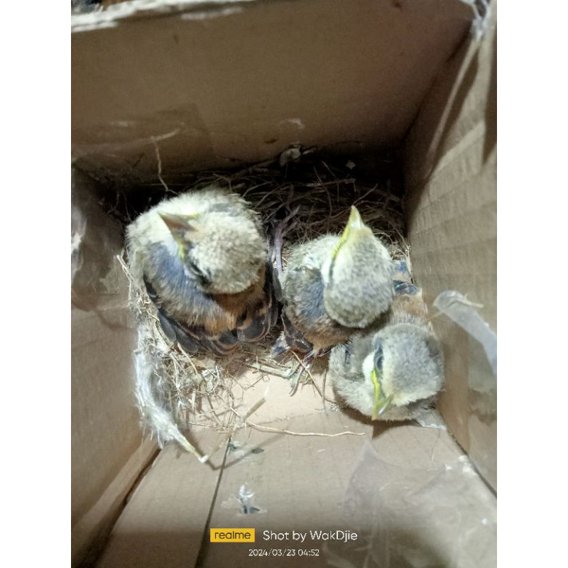[Instan] Burung cendet jatim Loloh isi 3