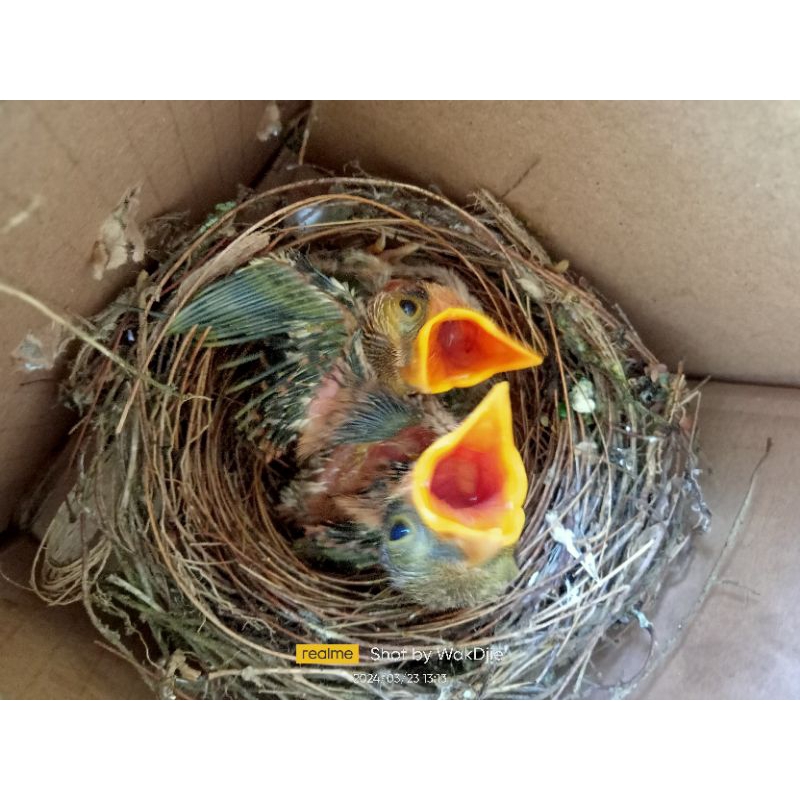 [Instan] Burung cendet jatim isi 2