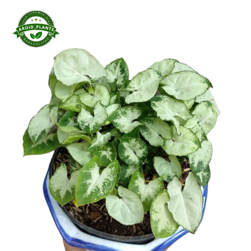 Tanaman Hias Syngonium Liliput Mini - Syngonium Mini Liliput