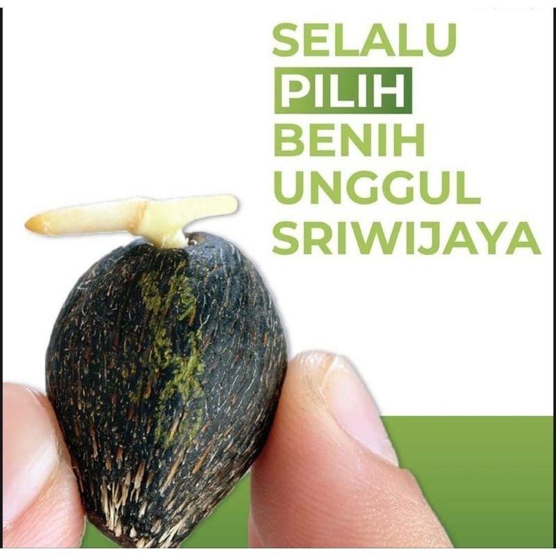 Bibit benih kecambah sawit DXP SRIWIJAYA 5 unggul (Sertifikat)