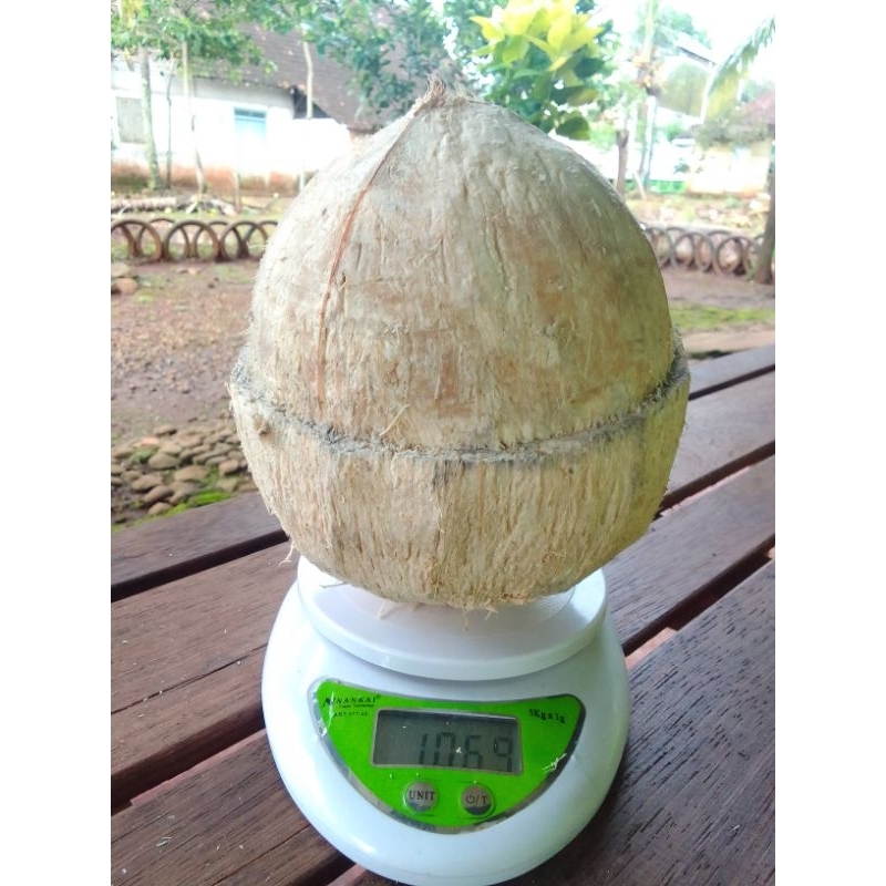 

kelapa kopyor