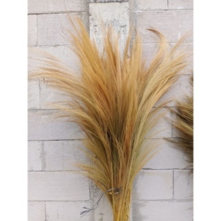 daun pampas kering natural daun kering daun dekorasi daun rayung