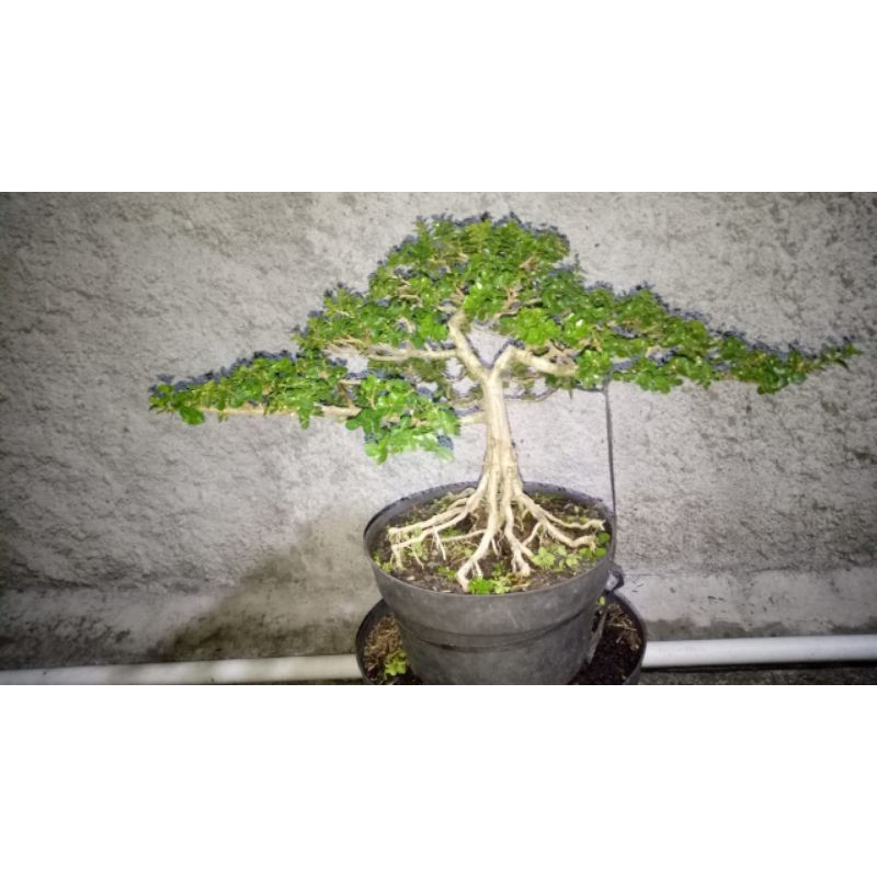 sancang jumbo sudah jadi