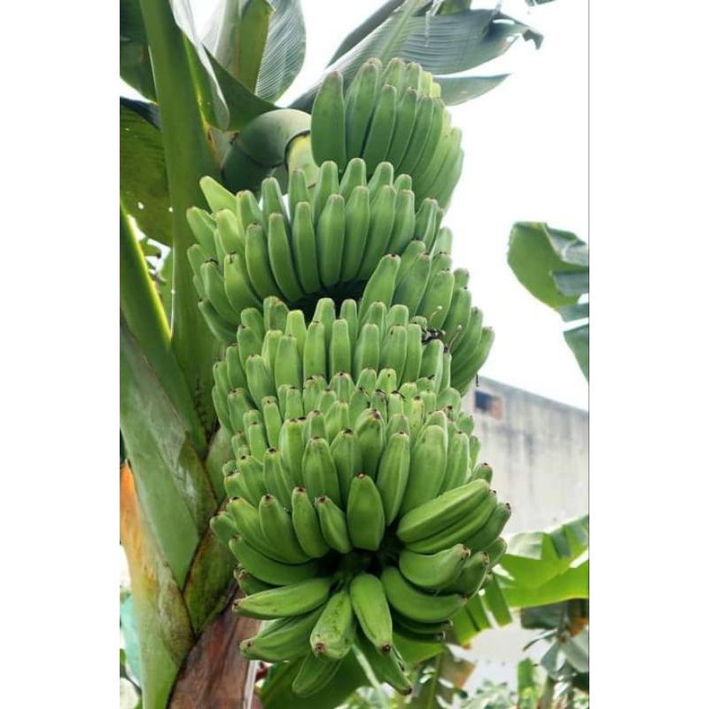 BIBIT PISANG BARANGAN