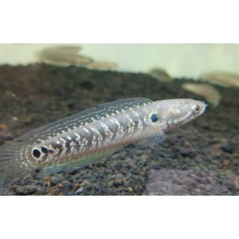 ikan channa asiatica ws