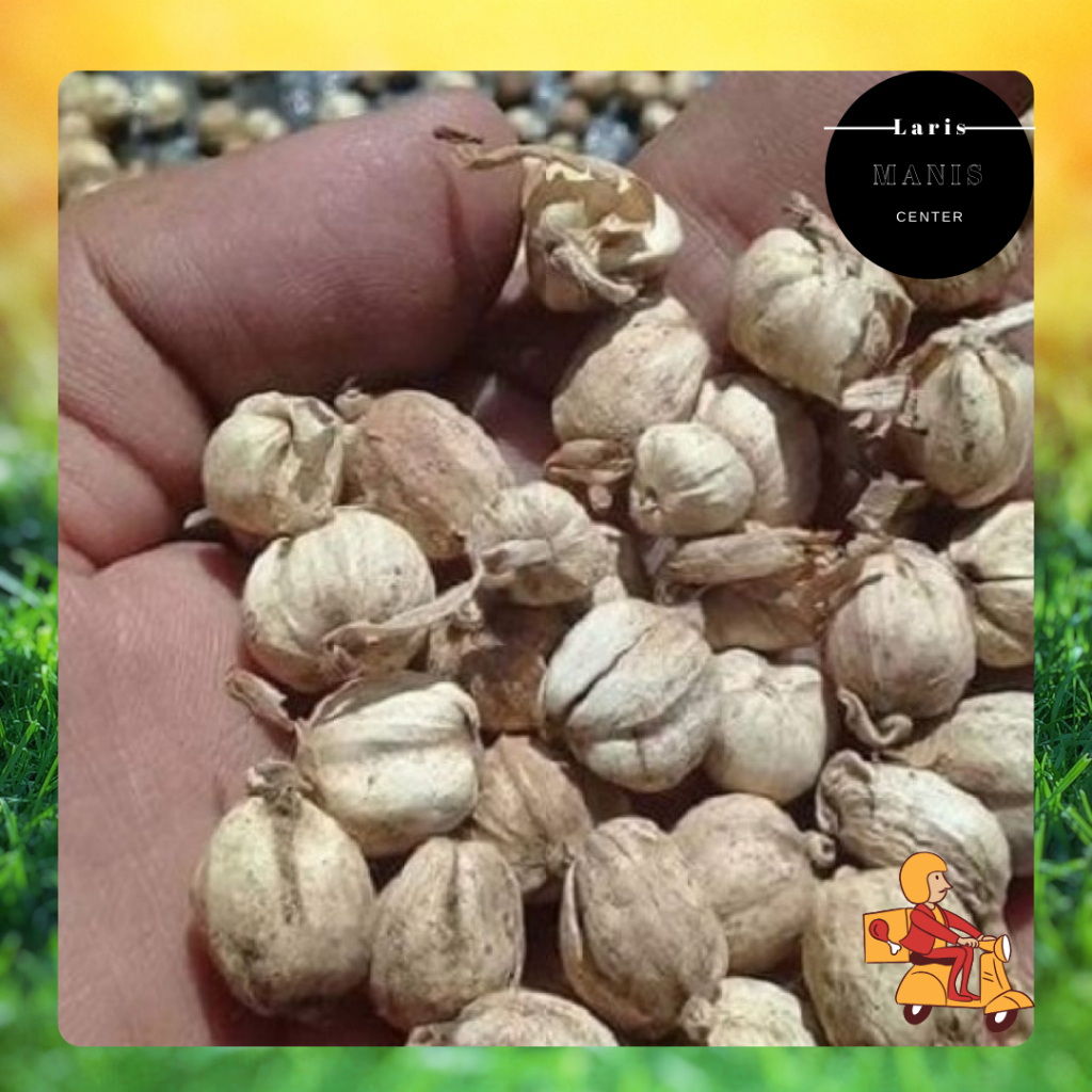 

KIRIM INSTAN KAPULAGA 6 Biji Kualitas Pilihan- BANDUNG