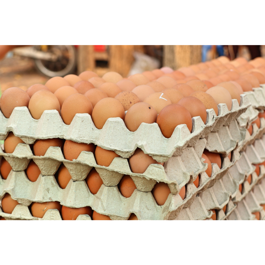 

Telur Ayam Negeri Fresh