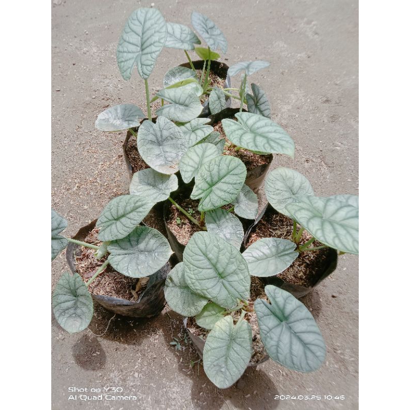 dragon moon ukuran dewasa