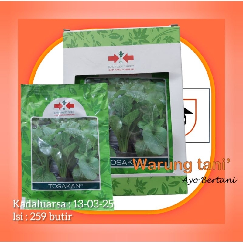 Benih sawi caisim tosakan