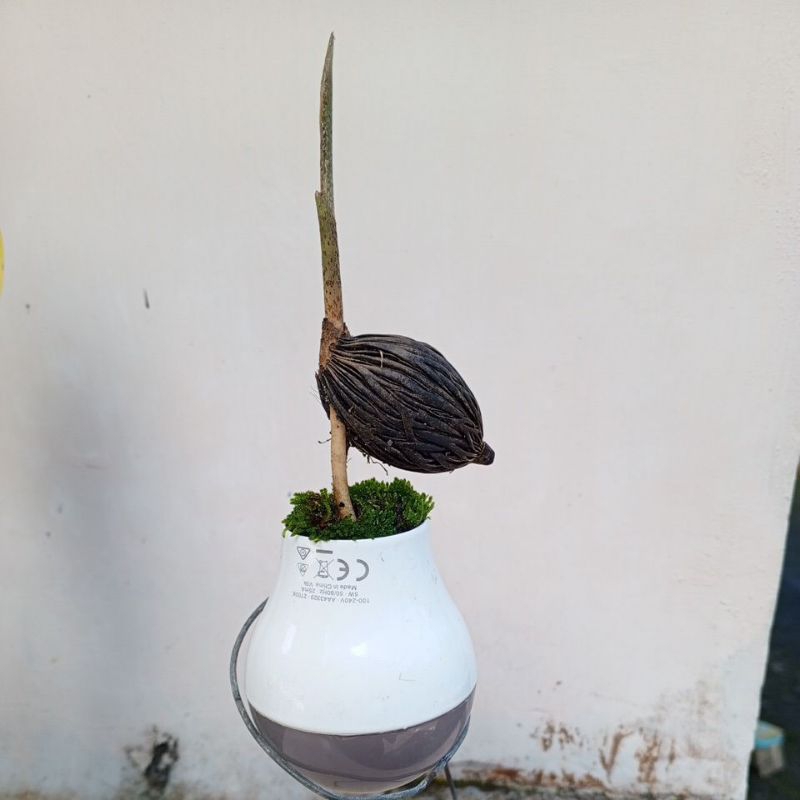 bonsai biji palem