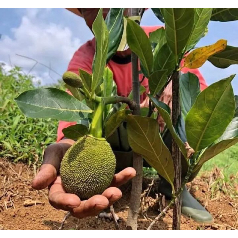 BIBIT OKULASI NANGKA MINI