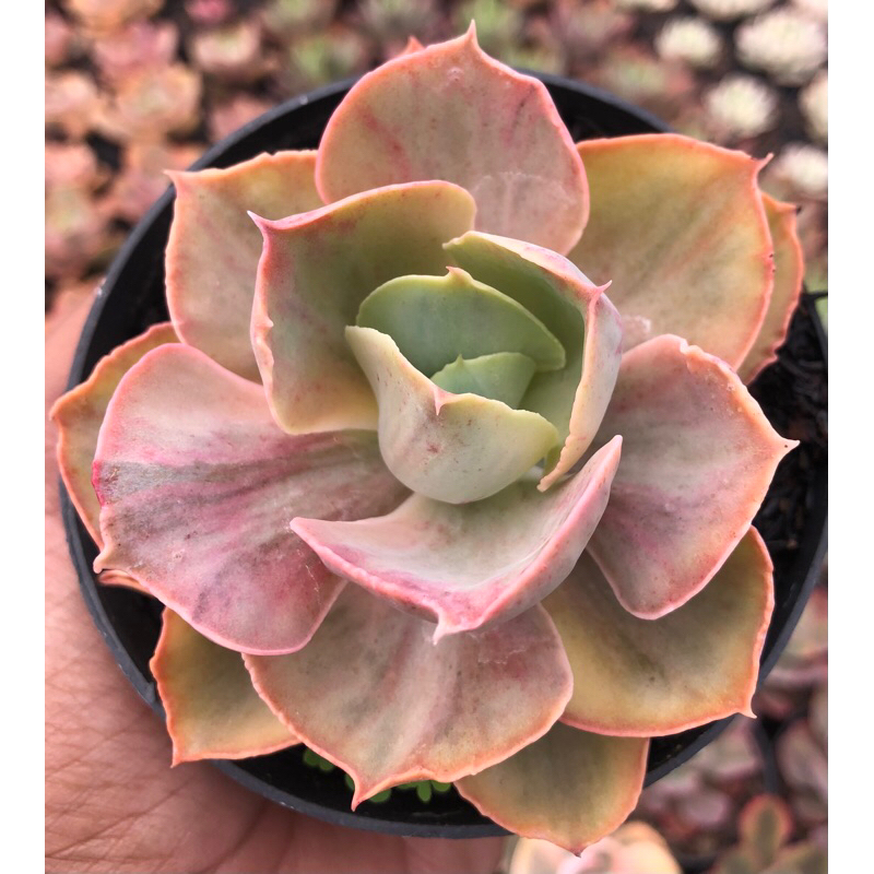 echeveria rose rainbow