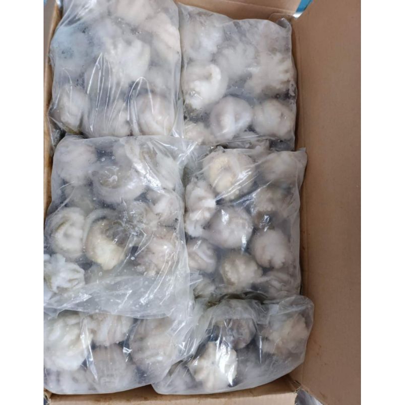 

BABY GURITA 1 KG SEGAR