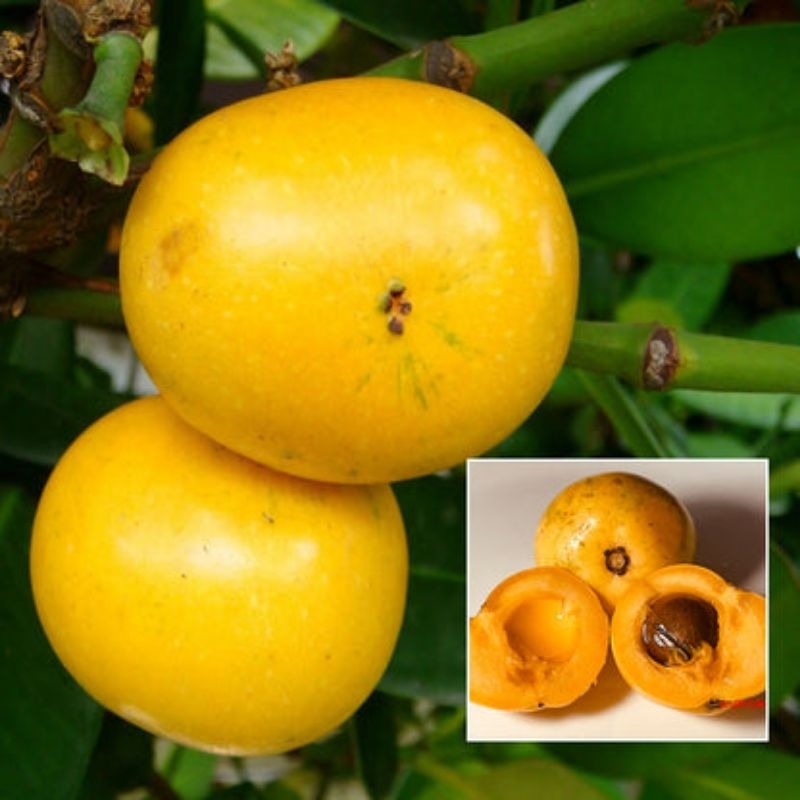 BIBIT MANGGIS FILIPINA GARCINIA SUBELLIPTICA