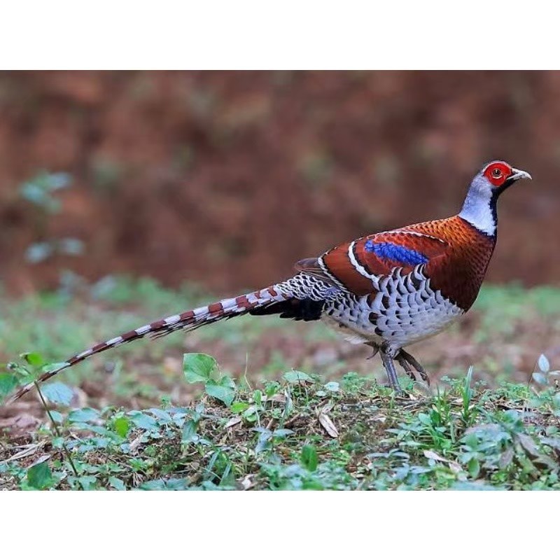 telur ayam hias Elliot Pheasant