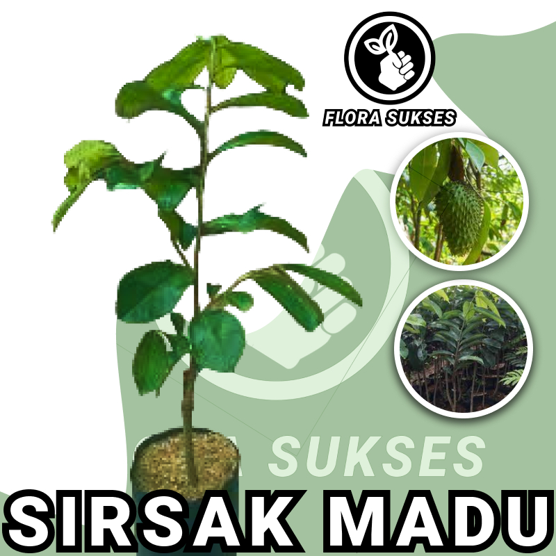 Bibit Tanaman Sirsak Madu Jumbo Okulasi Bibit Sirsak Jumbo