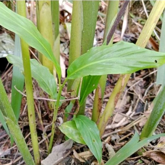 bibit sayur kecombrang siap tanam