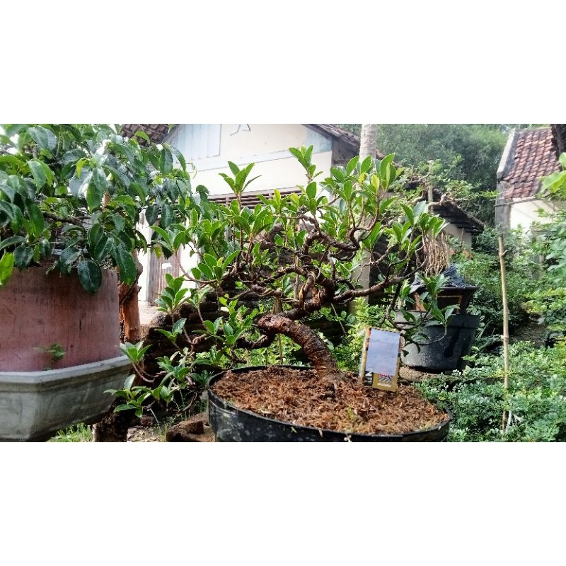 bonsai beringin elegan
