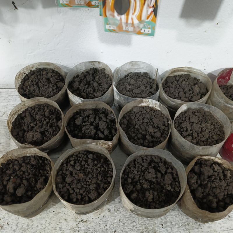 CACING TANAH BIASA, CACING SUSU DAN CACING MERAH