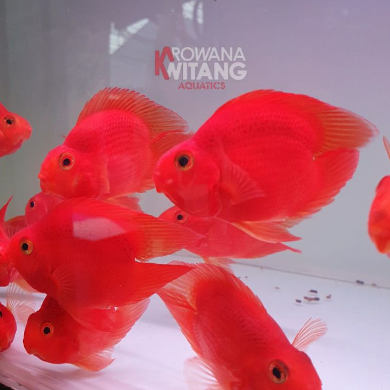 Termurah Ikan Red Parrot  Red Parrot  Ikan Red Parrot Notail Size 3 Jari MURAH gas