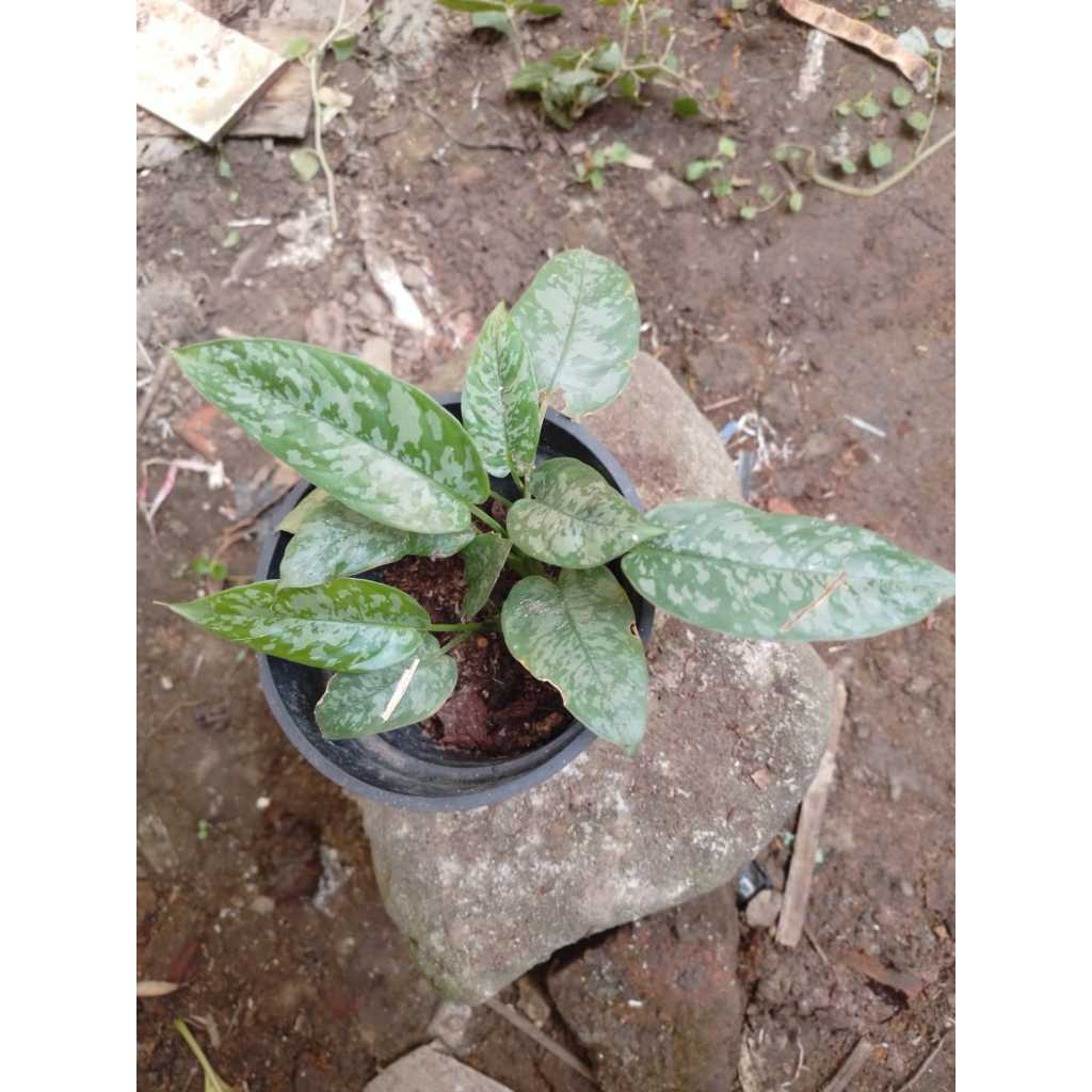 homalomena variegata