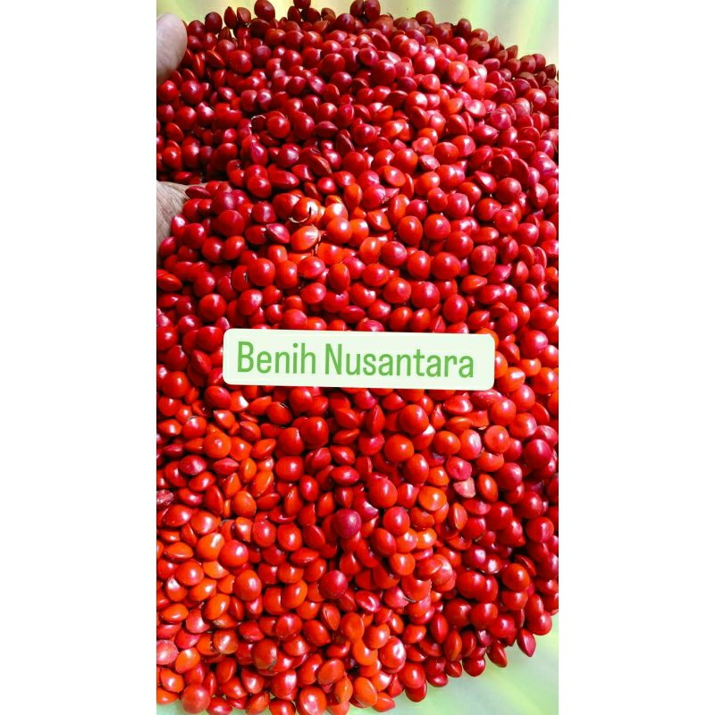 

BIJI SAGA 1KG MERAH MURNI