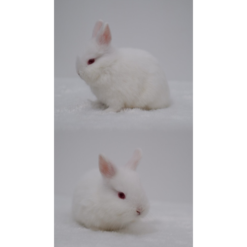 Foto Kelinci Netherland Dwarf